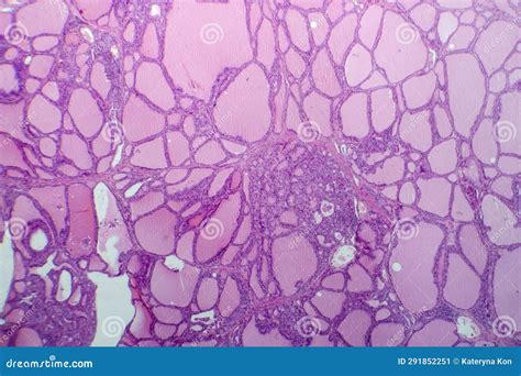 Microscopio che osserva un campione di tessuto