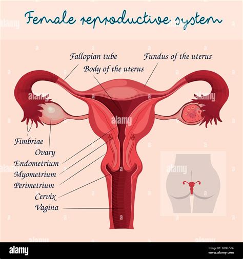 Illustrazione schematica del sistema riproduttivo femminile