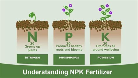 Graphic: NPK Needs Across Plant Life Cycle (Vegetative vs. Flowering)