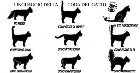 illustrazione anatomica di un gatto che mostra i punti di palpazione per il controllo del peso