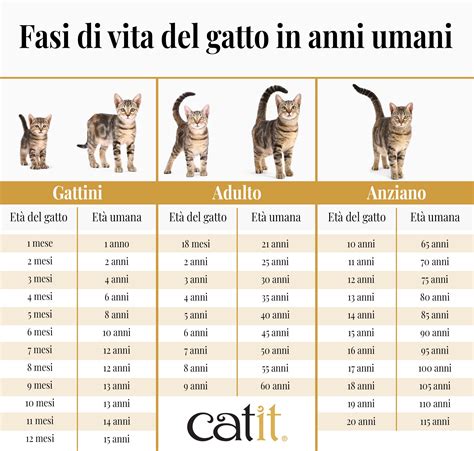 schema grafico dei fabbisogni energetici del gatto durante le diverse fasi della vita