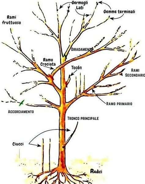 Schema illustrativo delle operazioni di giardinaggio suddivise per stagione