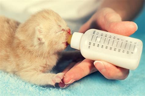 Gattino e cucciolo orfani con biberon