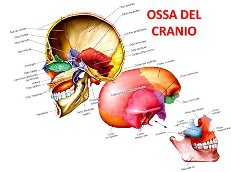 Immagine del cranio del Neandertal scoperto a Shanidar