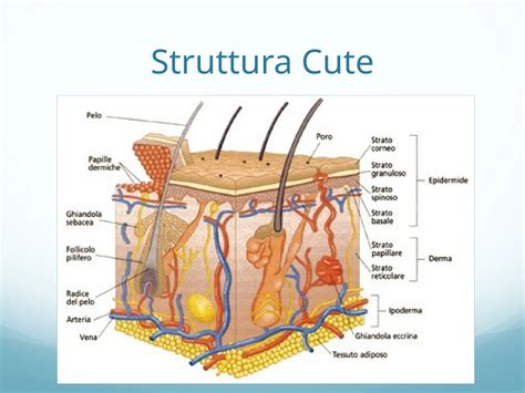 Anatomia della cute e rappresentazione schematica delle tipologie di innesti
