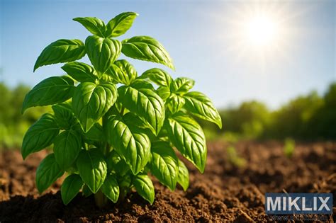 Pianta di pomodoro sana e rigogliosa