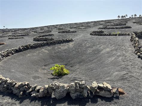 Raccolto abbondante su terreno vulcanico