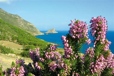 Macchia mediterranea costiera con ginepri