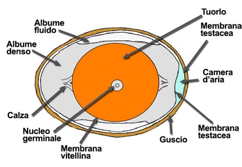 Struttura di un uovo di gallina