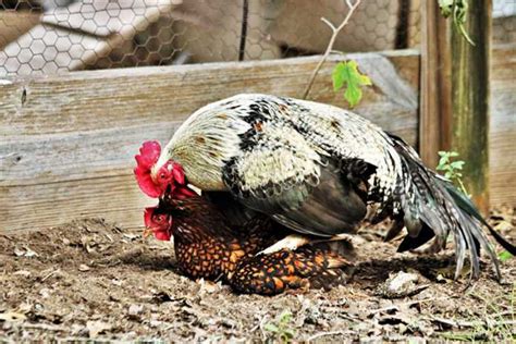 Gallo che insegue una gallina per l'accoppiamento