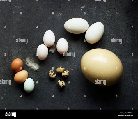 Uova fertili di gallina e anatra