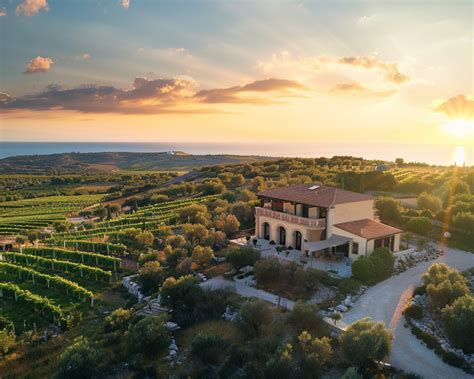 Vigneti e uliveti della tenuta Ledà d'Ittiri al tramonto