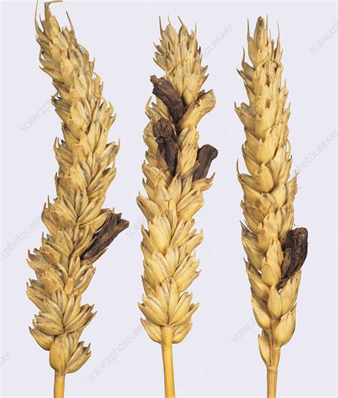 Fungo Claviceps purpurea (ergot)