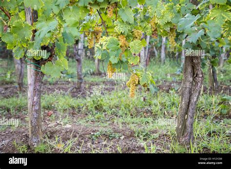 vigneto rigoglioso con grappoli maturi