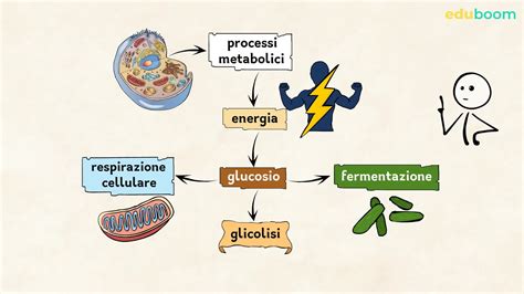 schema del metabolismo della gemma con biopromotori