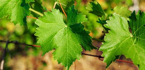 analisi morfologica delle foglie di vite