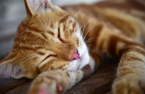 Una casa accogliente con un gatto che dorme serenamente vicino a un sacco nanna morbido