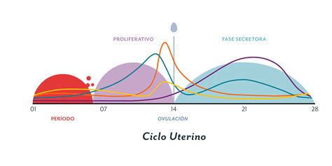 diagramma del ciclo ovulatorio e diagnostica ecografica
