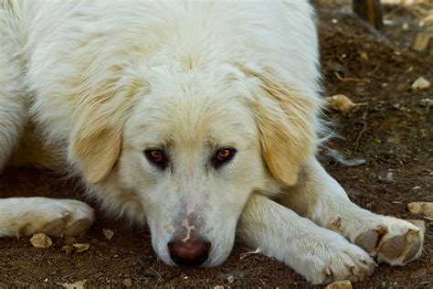 un cane pastore dei Pirenei in un paesaggio rurale