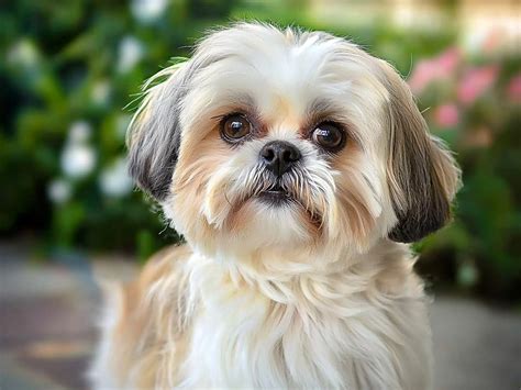 Shih Tzu ben curato e felice