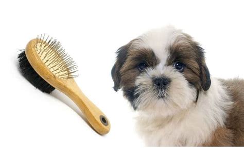 Strumenti per la toelettatura dello Shih Tzu