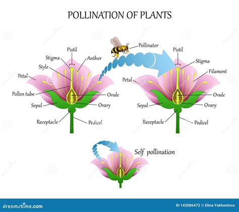 infografica sui diversi vettori di impollinazione: vento, acqua, insetti e uccelli