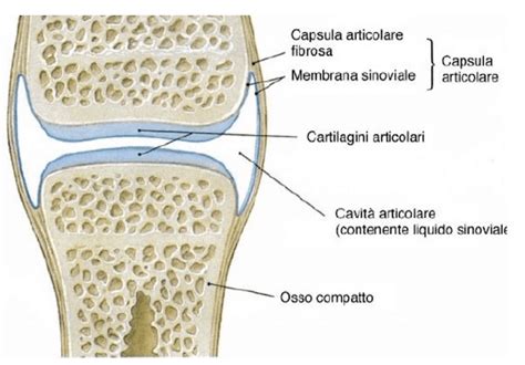 rappresentazione anatomica di un'articolazione umana con evidenza della capsula sinoviale