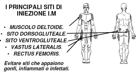 illustrazione anatomica del processo di somministrazione intramuscolare e assorbimento farmacologico
