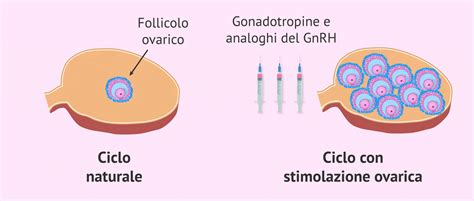 diagramma che illustra il ciclo di stimolazione ovarica e le fasi di somministrazione dei farmaci ormonali