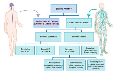 Schema del sistema L.S.P. di CYBEX