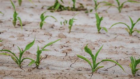 Tecniche di aridocoltura e gestione dell'acqua