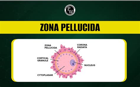 Struttura dell'Ovocita con Zona Pellucida