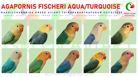 Mappa origine Agapornis Fischeri