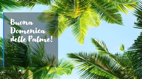 Calendario di fertilizzazione delle palme