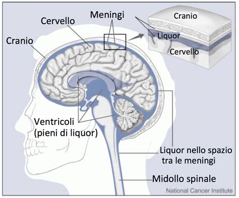 rappresentazione anatomica dei ventricoli cerebrali e del flusso di liquido cerebrospinale