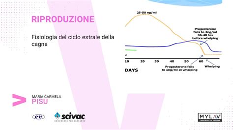 Ciclo riproduttivo della cagna