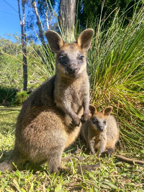 Wallaby della palude e il suo joey