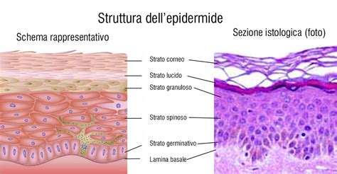 Diagramma che illustra la differenza tra lo strato epidermico di un bambino e quello di un adulto in relazione all'assorbimento dei raggi solari
