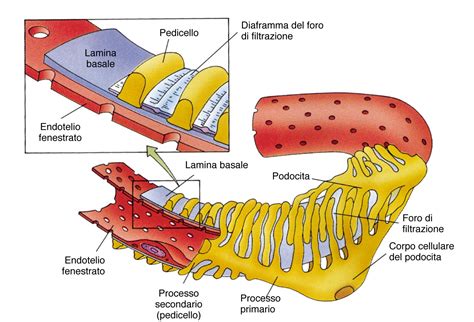 rappresentazione schematica del podocita e dello slit diaphragm