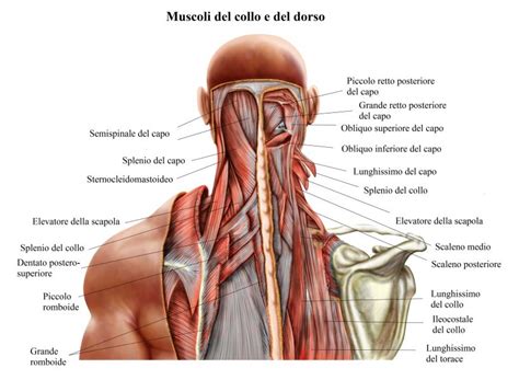 Interconnessione anatomica del collo