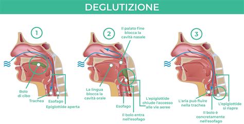 Muscoli coinvolti nella deglutizione