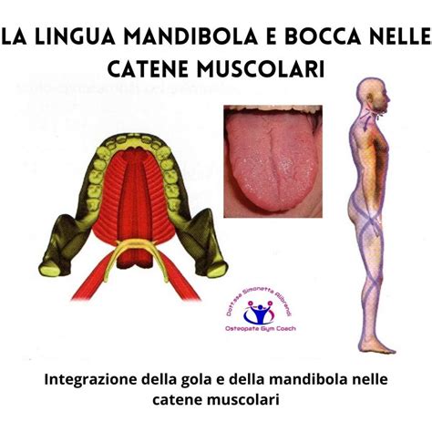 Schema delle catene muscolofasciali