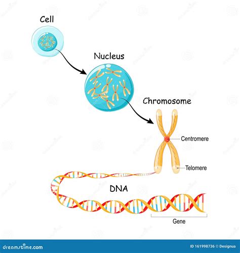 DNA e cromosomi