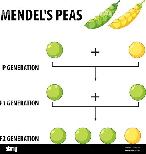 Gregor Mendel con piante di pisello