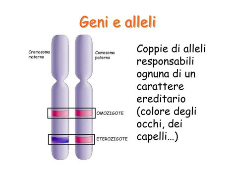 Schema di geni e alleli su cromosomi omologhi