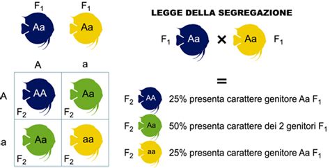 Rappresentazione grafica della Legge della Segregazione