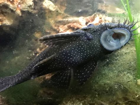 Un esemplare di Ancistrus attaccato a un vetro in un acquario ben piantumato