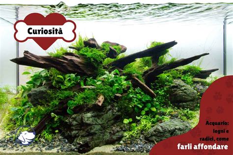 Esempio di allestimento corretto per Ancistrus con legni e piante a foglia robusta