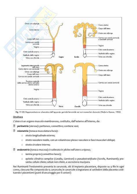 illustrazione anatomica dell'apparato riproduttore ovino