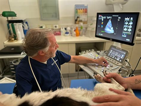 monitoraggio ecografico in ambiente veterinario